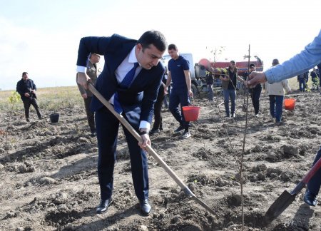 8 Noyabr - Zəfər Gününün beşinci ildönümü münasibəti ilə Ağsu-Rəhimli-Qaradağ kəndlərarası avtomobil yolunun 1,5-ci km-də ağacəkmə aksiyası keçirilib