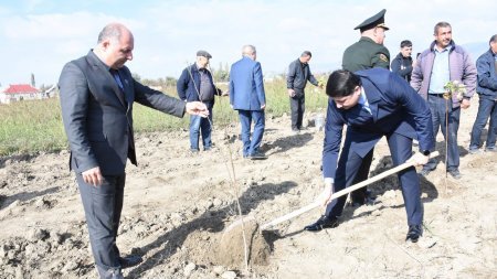 8 Noyabr - Zəfər Gününün beşinci ildönümü münasibəti ilə Ağsu-Rəhimli-Qaradağ kəndlərarası avtomobil yolunun 1,5-ci km-də ağacəkmə aksiyası keçirilib