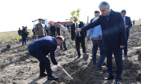 8 Noyabr - Zəfər Gününün beşinci ildönümü münasibəti ilə Ağsu-Rəhimli-Qaradağ kəndlərarası avtomobil yolunun 1,5-ci km-də ağacəkmə aksiyası keçirilib