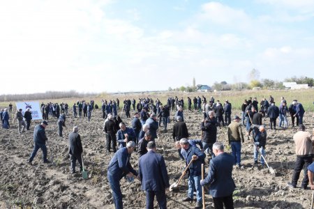 8 Noyabr - Zəfər Gününün beşinci ildönümü münasibəti ilə Ağsu-Rəhimli-Qaradağ kəndlərarası avtomobil yolunun 1,5-ci km-də ağacəkmə aksiyası keçirilib